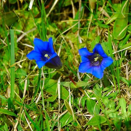 Haus Anja 4* 레흐암 아르베르크