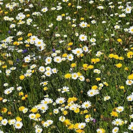 Haus Anja 레흐암 아르베르크