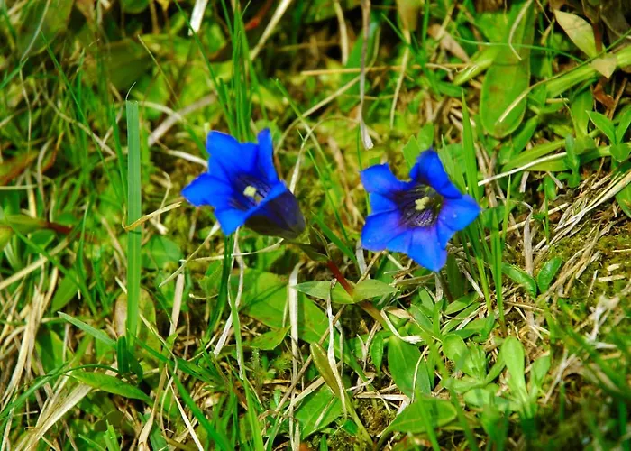 Haus Anja 4* Lech am Arlberg